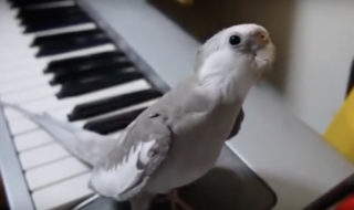 video de pajaro cantando al ritmo de un piano