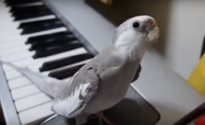 video de pajaro cantando al ritmo de un piano